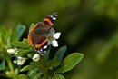 Red Admiral Butterfly