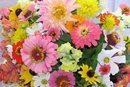 pink and yellow flowers