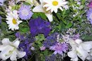 purple and white flowers