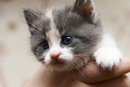 kitten