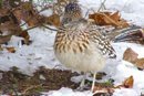 roadrunner