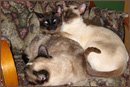 siamese