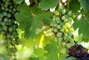 white grapes